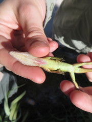 Anolis smaragdinus lerneri