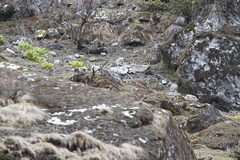 Turdus maximus