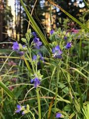 Polemonium occidentale