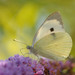 Mariposas Blancas - Photo (c) Thomas Bresson, algunos derechos reservados (CC BY)