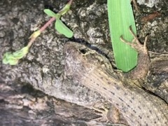 Leiocephalus carinatus