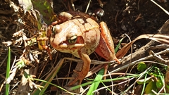 Lithobates sylvaticus image