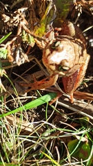 Lithobates sylvaticus image