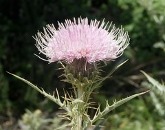 Cirsium mohavense