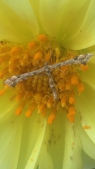 Amblyptilia pica