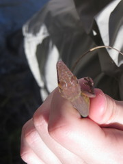 Anolis smaragdinus lerneri