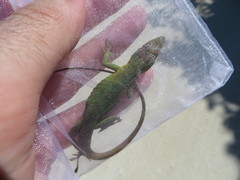 Anolis smaragdinus lerneri