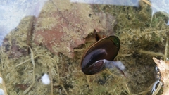 Dytiscus dimidiatus