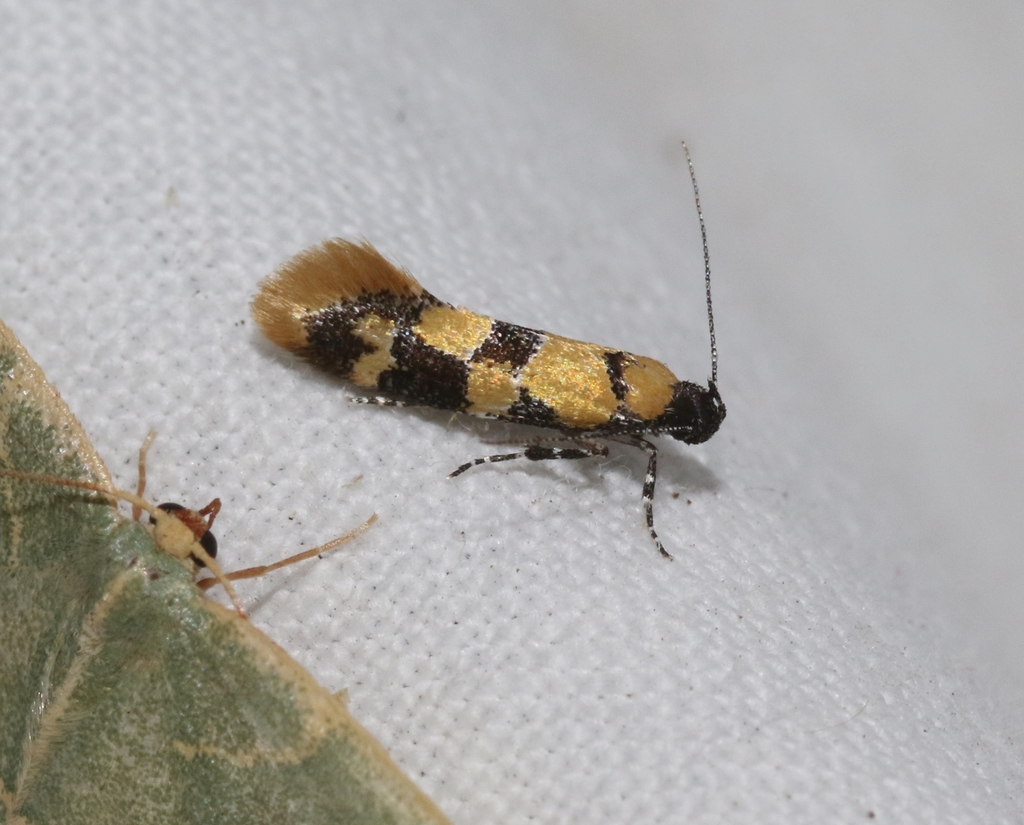 Decantha tistra
