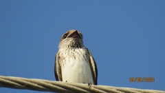 Petrochelidon fluvicola