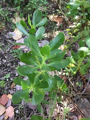 Scaevola plumieri