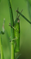 Aptenopedes