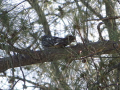 Chordeiles gundlachii