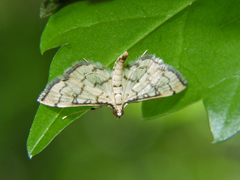 Blepharomastix ranalis