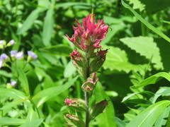 Castilleja parviflora oreopola