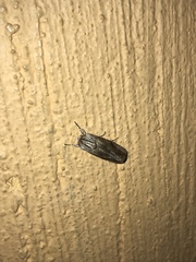 Noctuidae