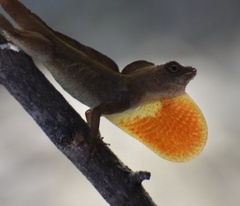 Anolis jubar oriens