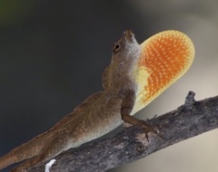 Anolis jubar oriens