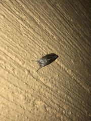 Noctuidae