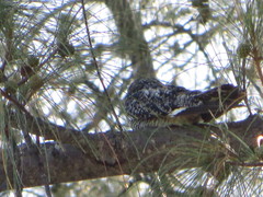 Chordeiles gundlachii