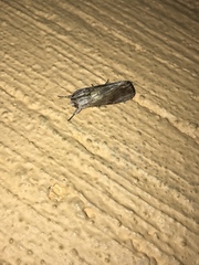 Noctuidae