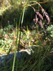 Carex aterrima