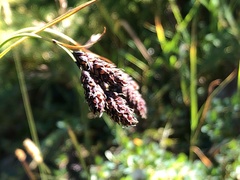 Carex aterrima