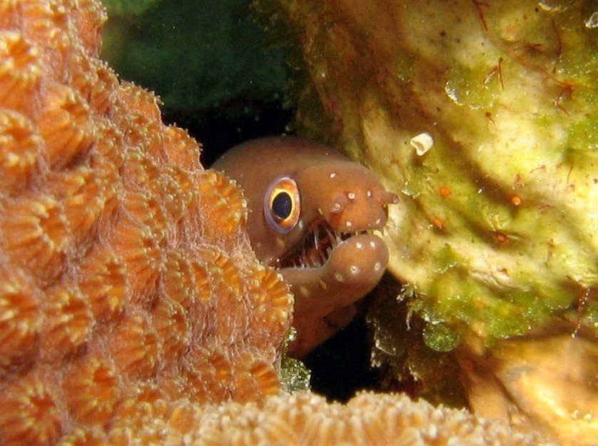 Chestnut Moray