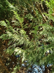 Calocedrus decurrens