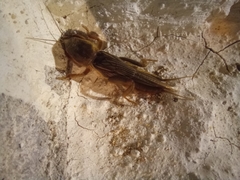 Gryllotalpa africana