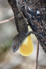 Anolis jubar oriens