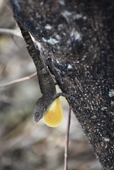 Anolis jubar oriens