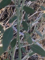 Chenopodium atrovirens