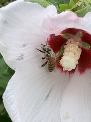 Apis mellifera
