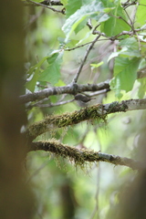 Ficedula superciliaris