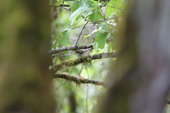 Ficedula superciliaris