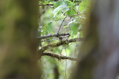Ficedula superciliaris