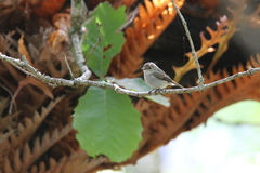 Ficedula superciliaris