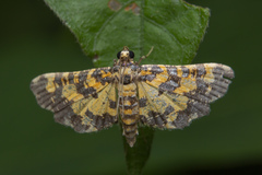 Eurrhyparodes tricoloralis