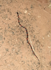 Oxyrhopus guibei