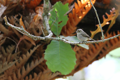 Ficedula superciliaris