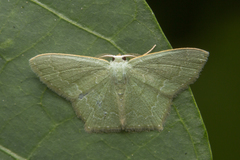Maxates melancholica