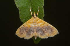 Mabra eryxalis