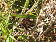 Danaus gilippus gilippus