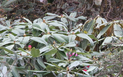 Phylloscopus whistleri