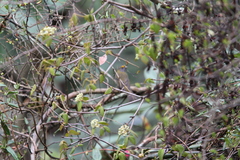 Carpodacus subhimachalus