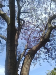 Jacaranda mimosifolia