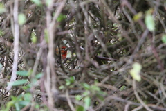 Carpodacus