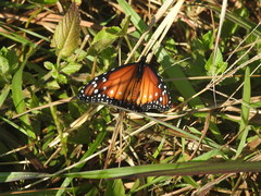 Danaus gilippus gilippus