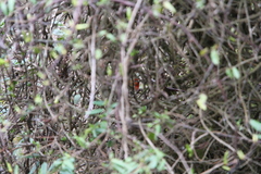 Carpodacus